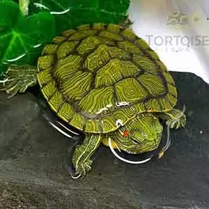 i want to buy turtle