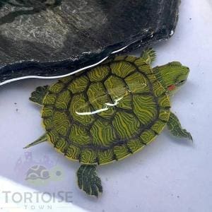 slider turtles for sale online