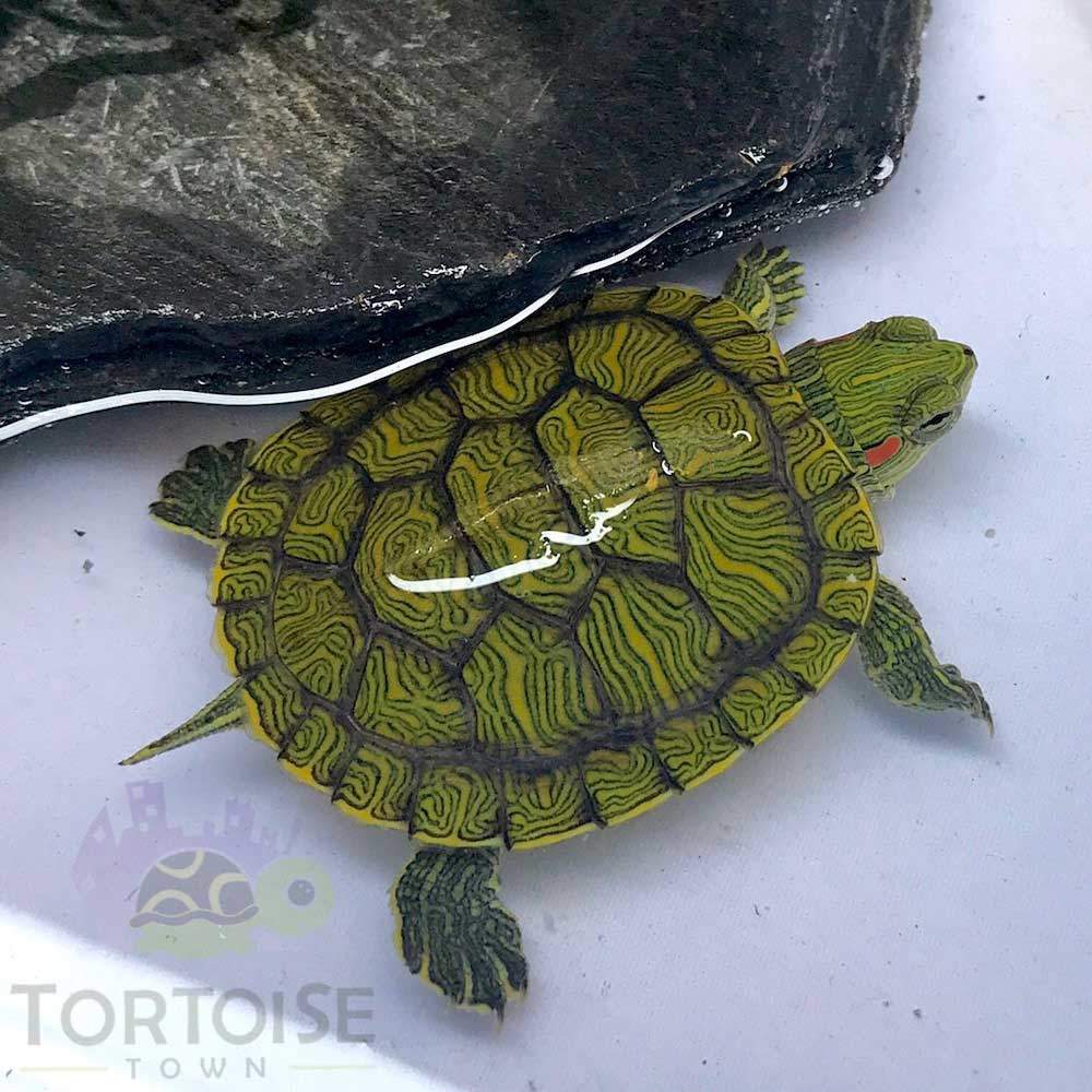 red eared slider for sale