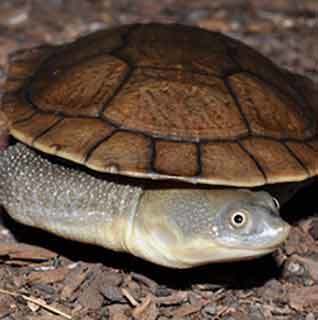 Snake neck turtle