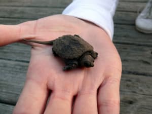 snapping turtle for sale