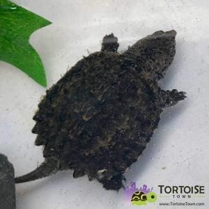 snapping turtle for sale