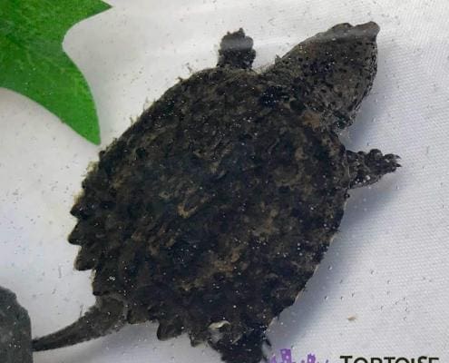 snapping turtle for sale