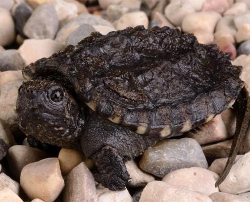 snapping turtle for sale