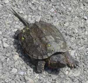 snapping turtle for sale near me