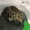 snapping turtles for sale