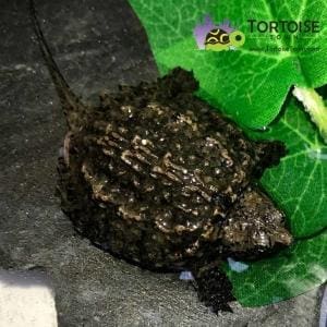 snapping turtles for sale