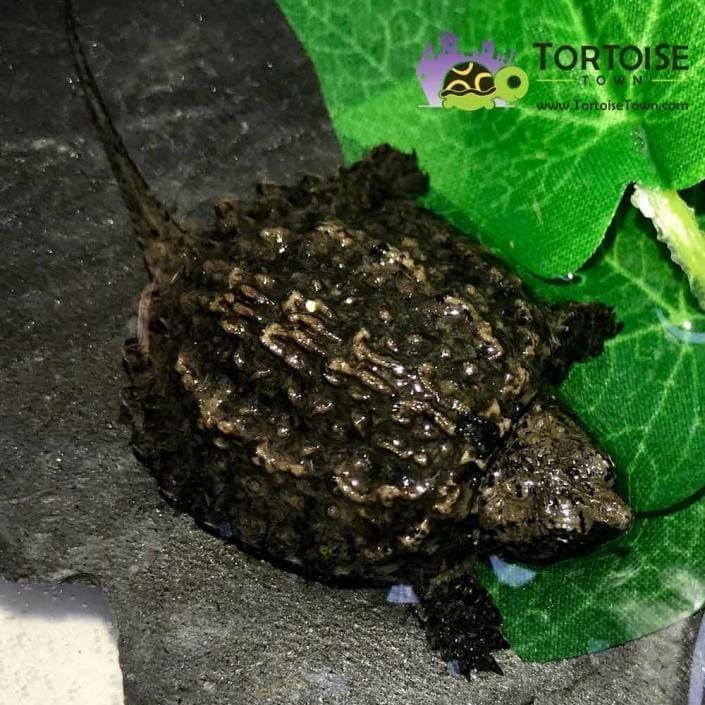Snapping turtle for sale Baby Snapping turtle hatchlings for sale
