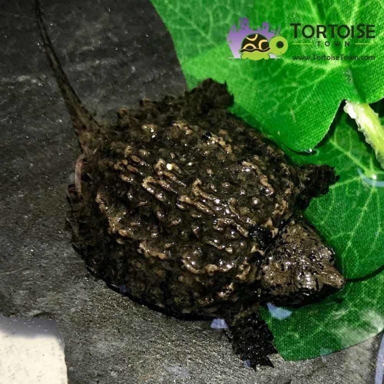 Snapping turtle for sale Baby Snapping turtle hatchlings for sale