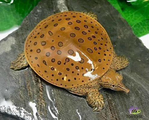 spiny softshell turtle