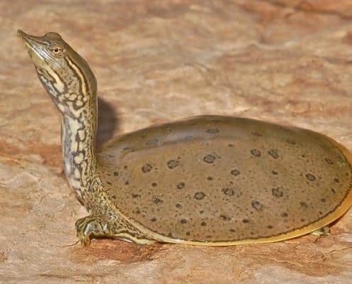 spiny softshell turtle for sale