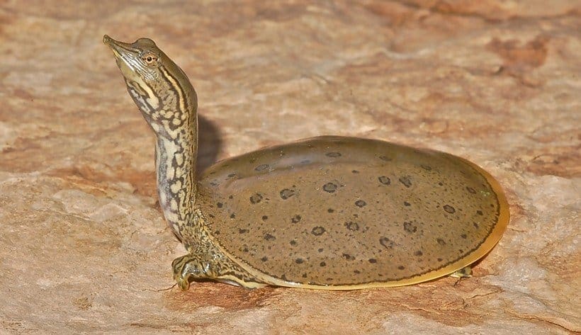 Spiny Softshell Turtle for sale online buy baby spiny softshell