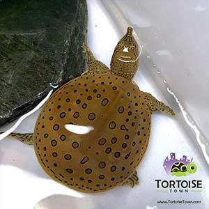 spiny softshell turtle