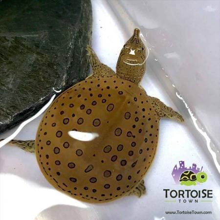 spiny softshell turtle for sale