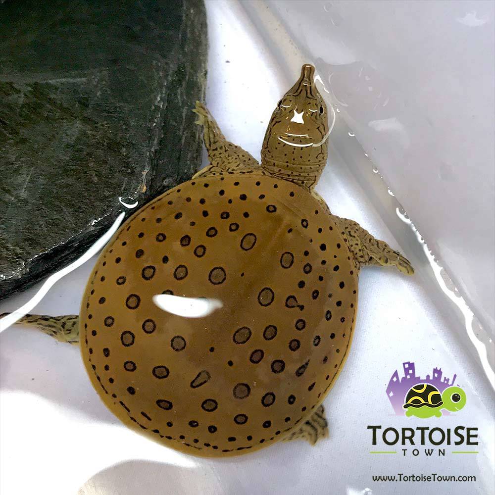 Spiny Softshell Turtle for sale online buy baby spiny softshell turtles ...