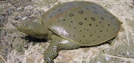 spiny softshell turtles for sale