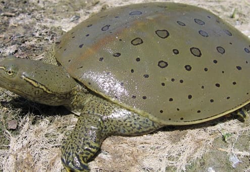 spiny softshell turtles for sale