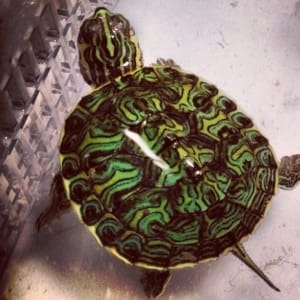 aquatic turtles for sale