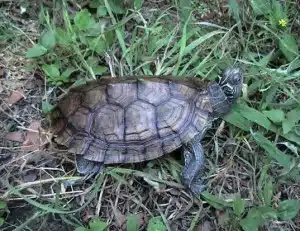 water turtles for sale