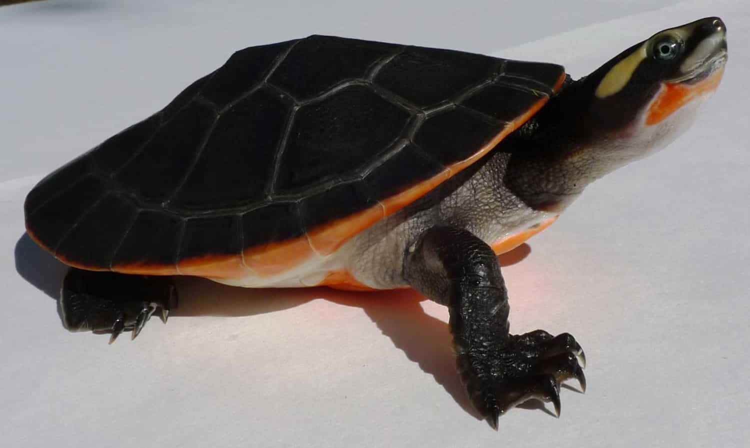 Aquatic turtles for sale live baby turtles for sale my freshwater turtle store