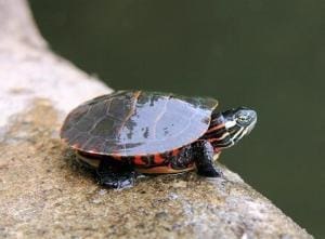 water turtle