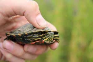 Spiny Softshell Turtles for sale