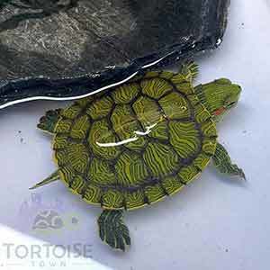 water turtles for sale