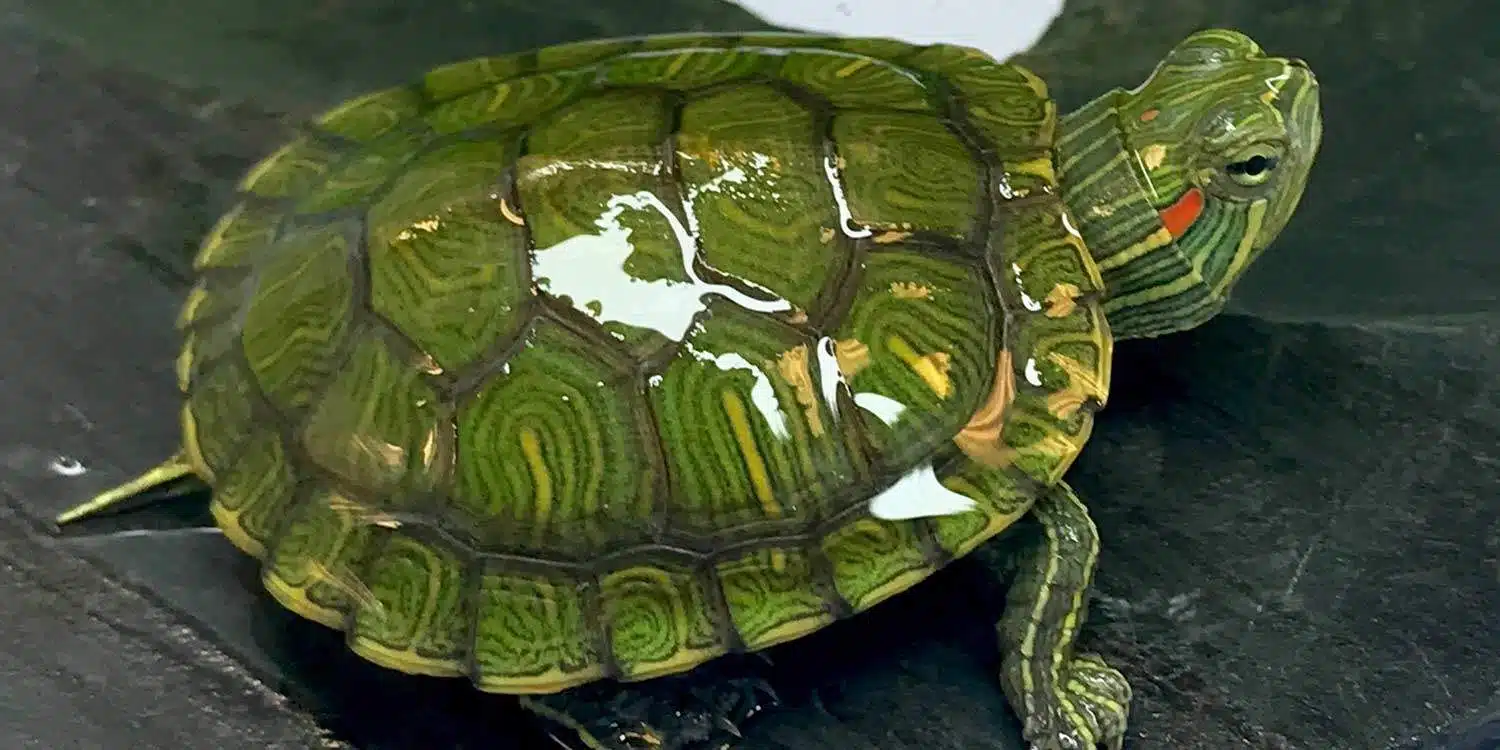 websites to buy turtles