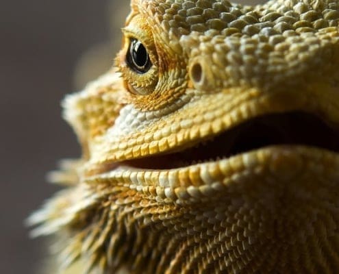 bearded dragons for sale online