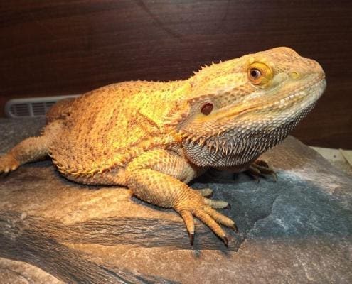 bearded dragon for sale