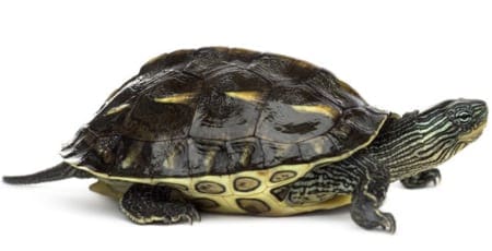 Water Turtles for sale online pond turtle for sale snapping turtle ...