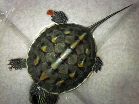 golden thread turtle