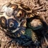 baby leopard tortoises