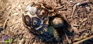 baby leopard tortoises