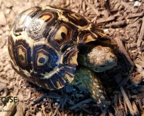 baby leopard tortoises