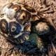 baby leopard tortoises