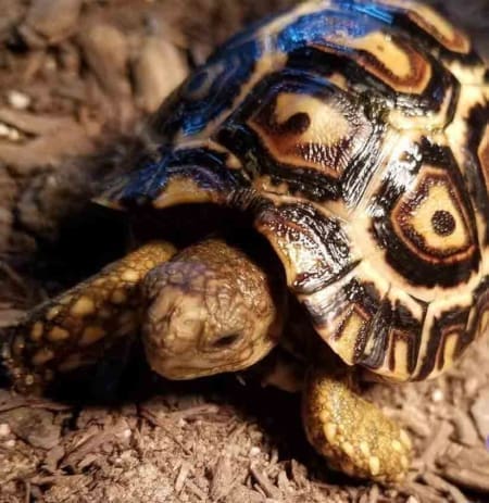 Giant South African leopard tortoise