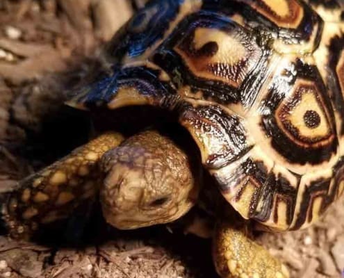 Giant South African leopard tortoise