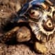 Giant South African leopard tortoise