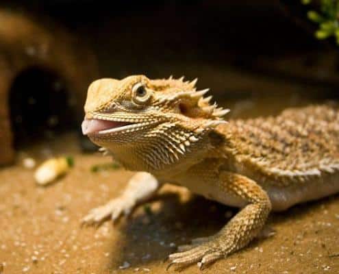 bearded dragon care sheet