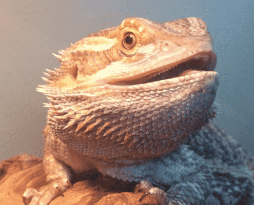 bearded dragon origin