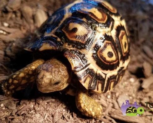 south african leopard tortoise