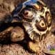 south african leopard tortoise