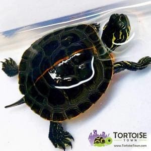 painted turtle