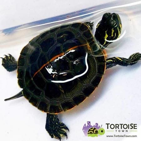 southern painted turtle