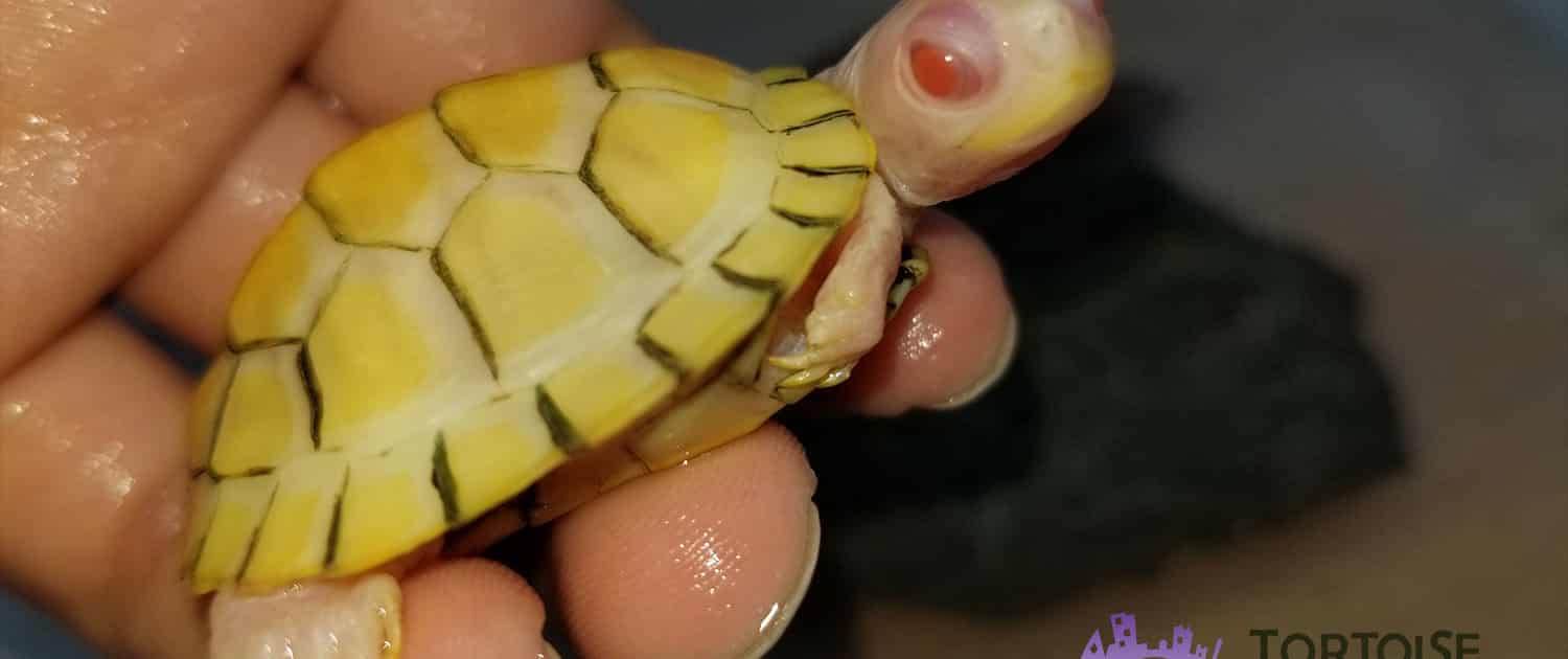 albino slider turtle for sale