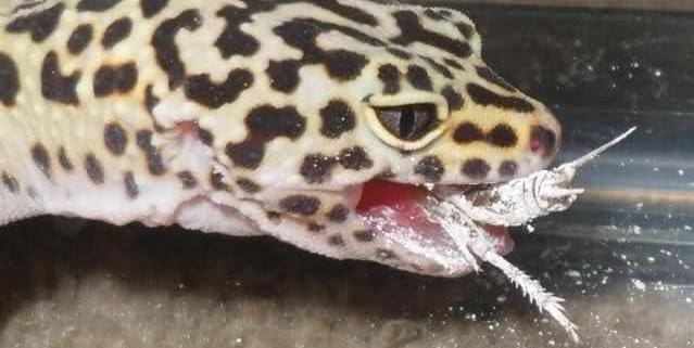 leopard gecko diet what to feed leopard gecko feeding information on leopard gecko care