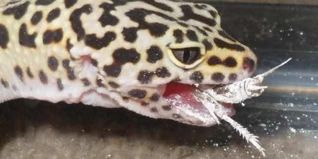 leopard gecko diet