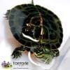 painted turtle for sale