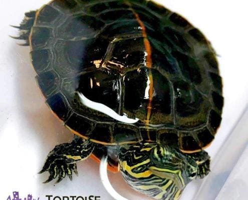 painted turtle for sale